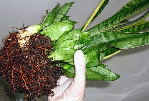 sansevieria šaknys