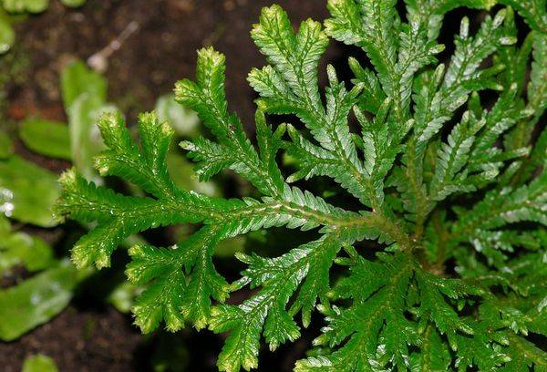 Selaginella martensa