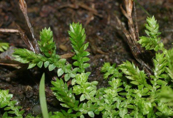 Selaginella 