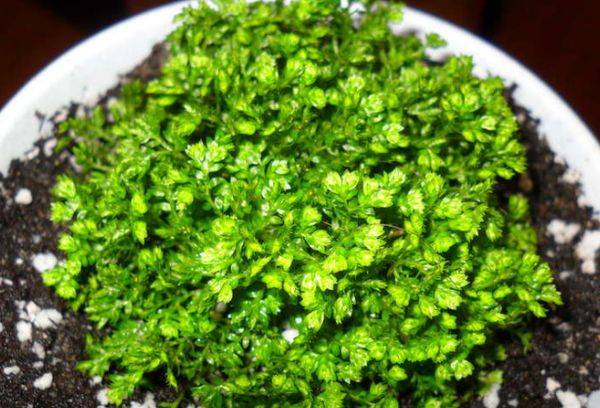 Selaginella be žiedkočio