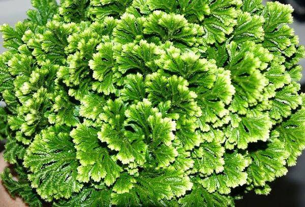 Selaginella Jori