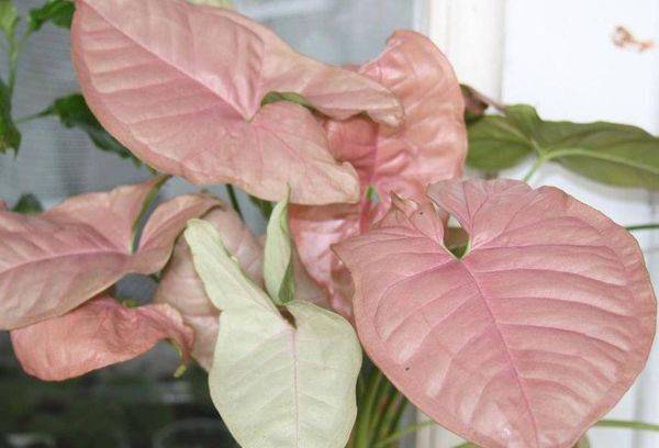 Syngonium Regina red.