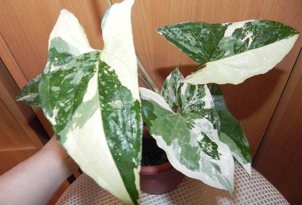 Syngonium Imperial balta 