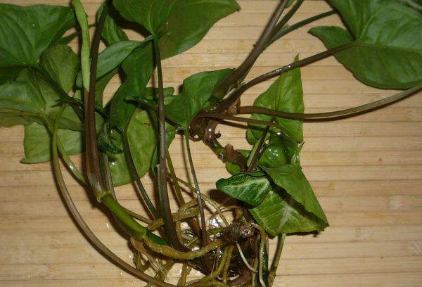 Syngoniumo auginiai