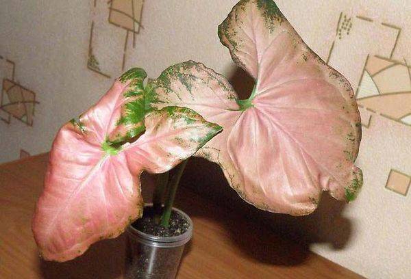 Syngonium Regina red.