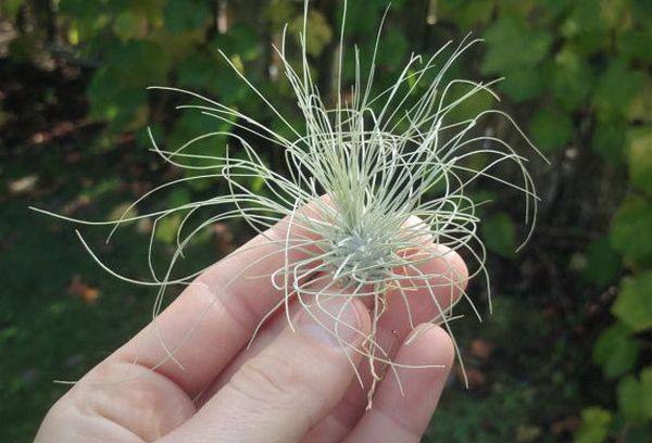 Tillandsia sidabras