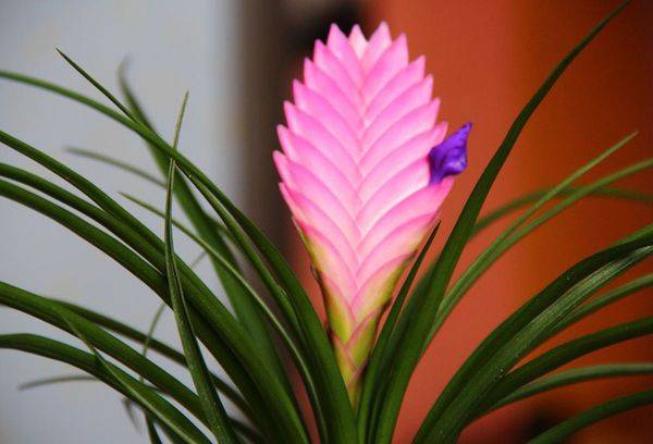 Tillandsia gėlė