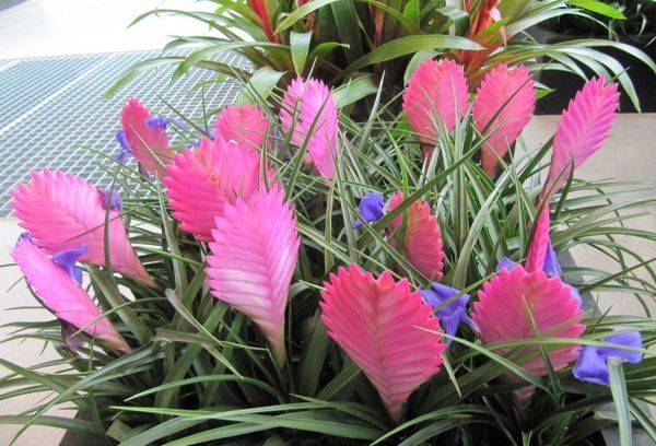 Tillandsia Anita – hibridas