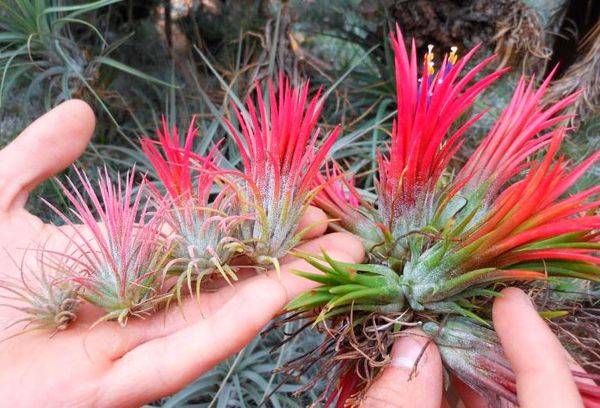 Tillandsia violetinė gėlė