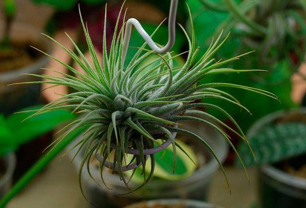 Atmosferos Tillandsia