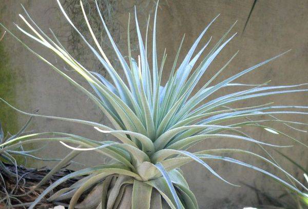 Tillandsia sidabras 