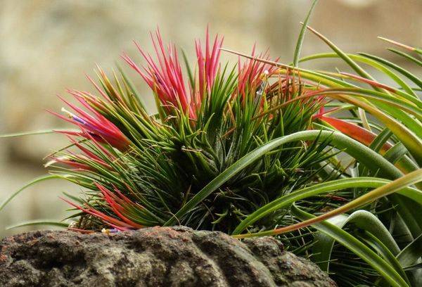 Tillandsia violetinė gėlė