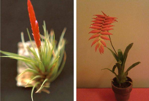 Tillandsia duera