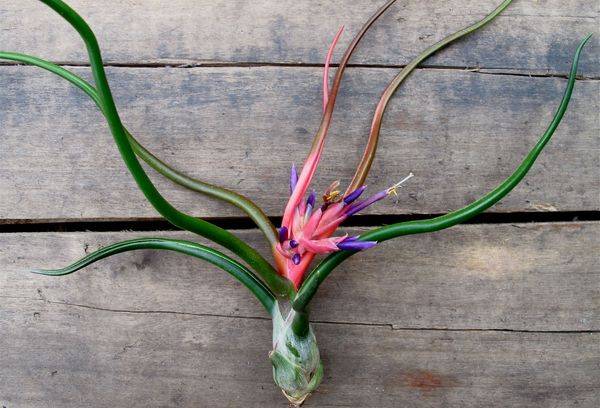 Tillandsia auginiai