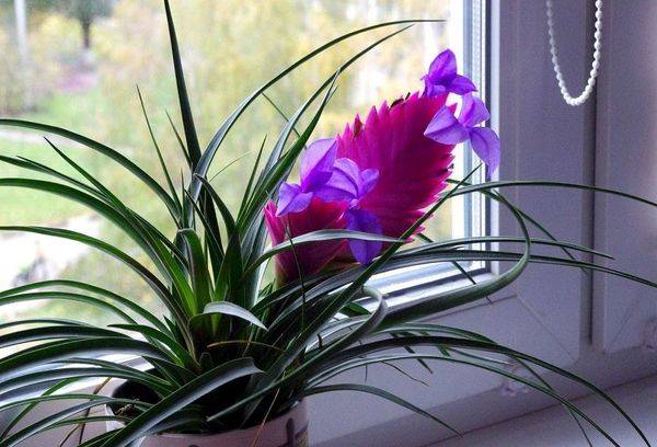 Tillandsia vazonėlyje ant palangės