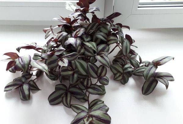 Tradescantia ant palangės