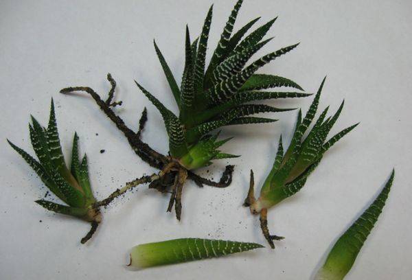 Haworthia reprodukcija