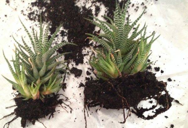 Haworthia transplantacija