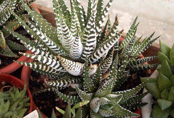 Haworthia dryžuota