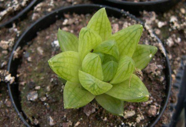 Haworthia navicularis