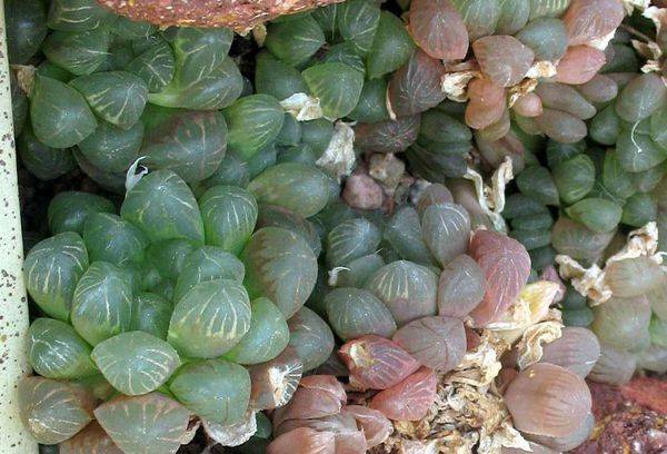 Haworthia Cooper 
