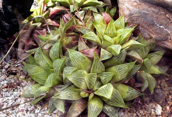 Haworthia gėlė