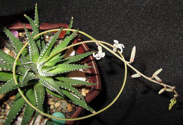 Haworthia perlas