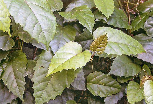 Antarkties cissus