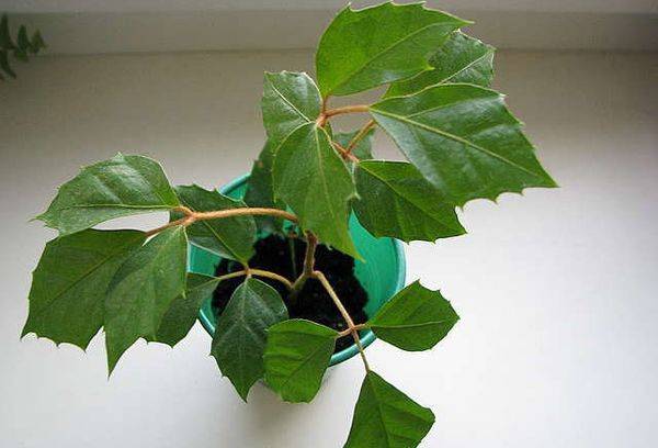 Cissus rhombifolia