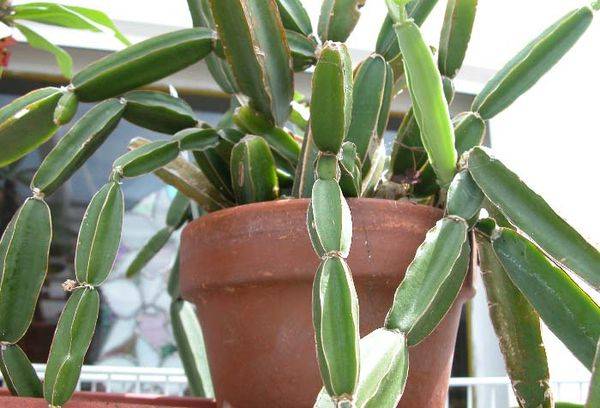 Cissus quadrangularis