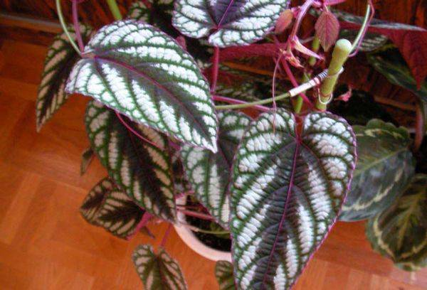 Cissus margas (pakitusios spalvos)