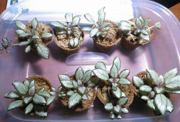 Episcia reprodukcija