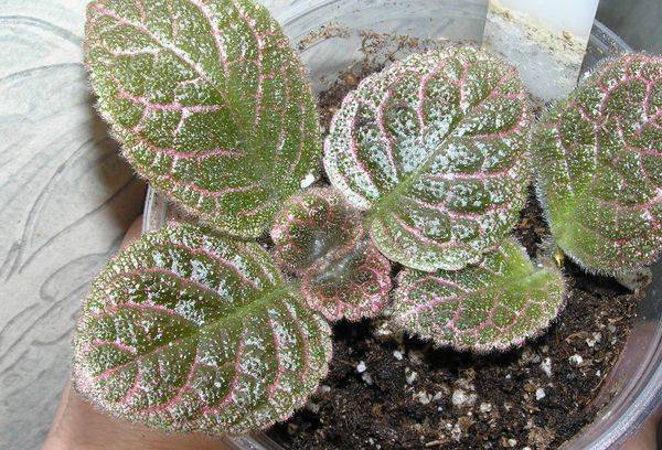 Episcia Pink Panther