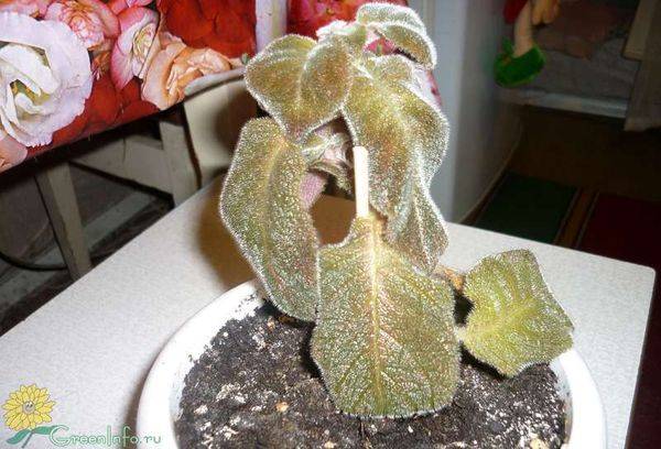 Episcia išdžiūvo