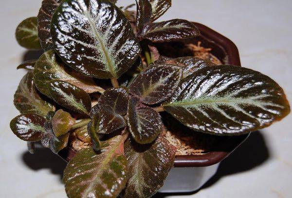 Šokolado kareivis Episcia