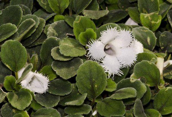 Balta episcia gėlė