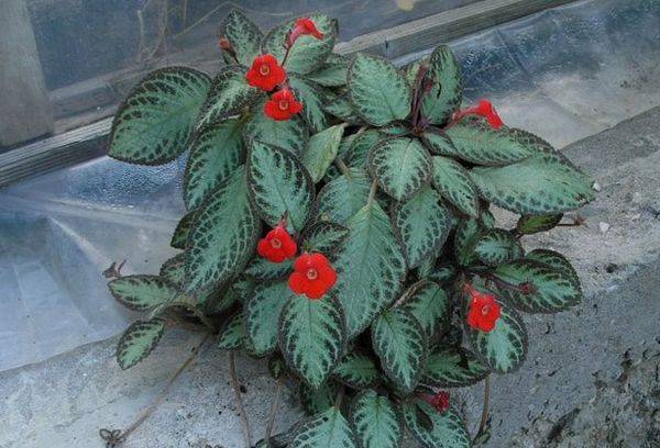 Episcia atgailauja