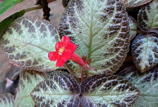 Episcia miško grožis