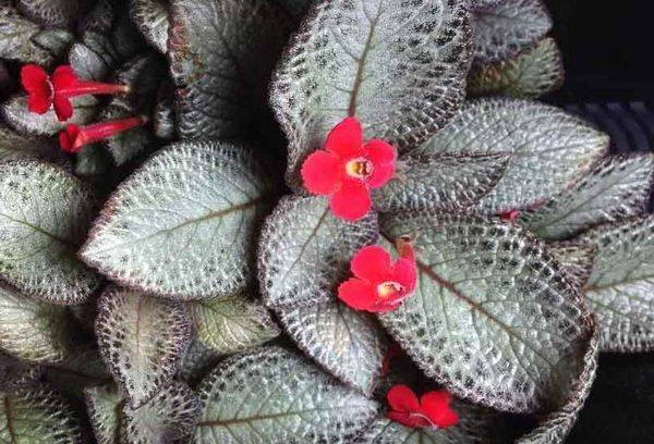Episcia sidabrinis švytėjimas