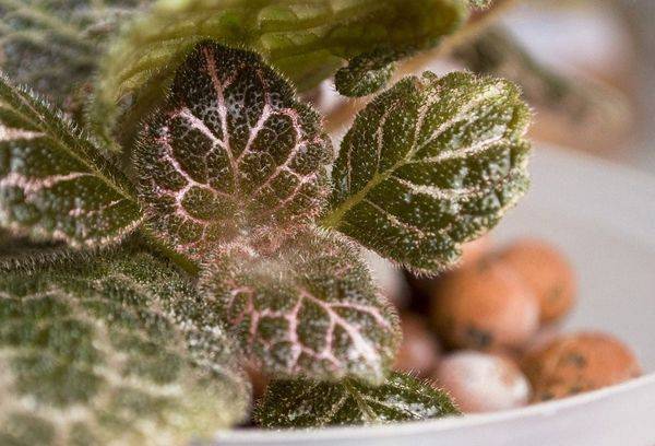 Episcia varis 