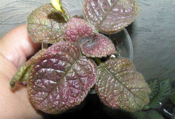 Episcia varis 
