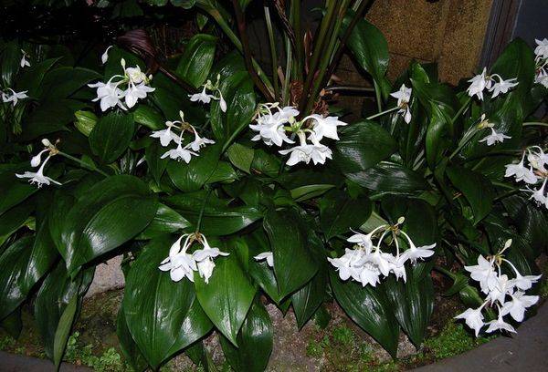 Subtilus ir stilingas eucharis