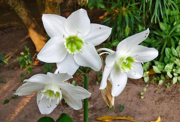 Eucharis sniego baltumo