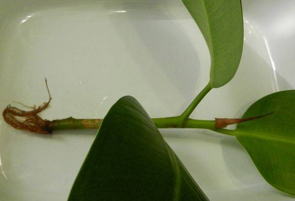 Fikuso dauginimasis