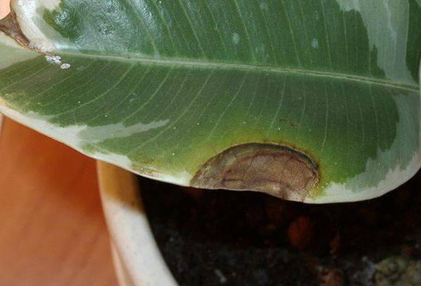 Ficus ligos