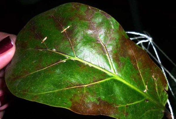 Ficus ligos