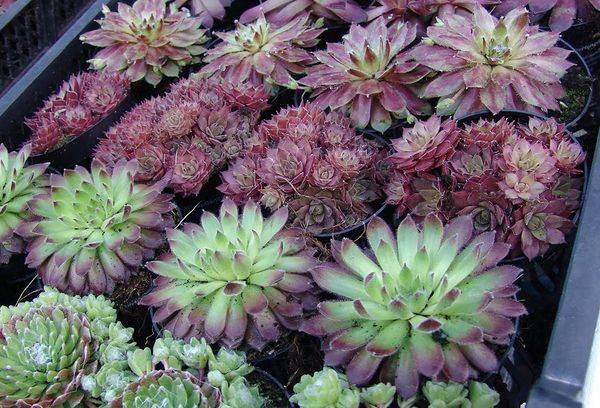 Echeveria dauginimasis