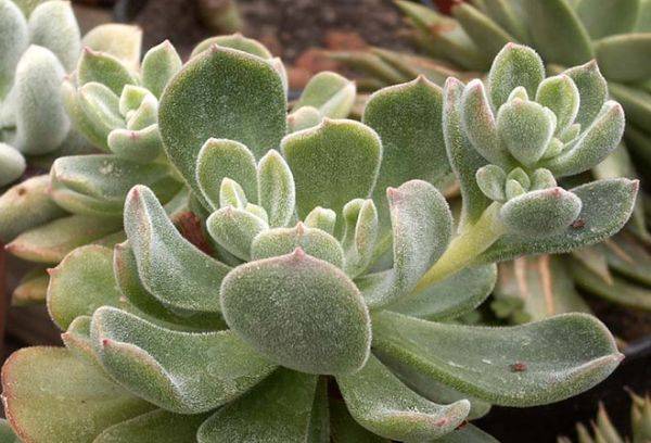 Echeveria pulvinata (pagalvėlė)