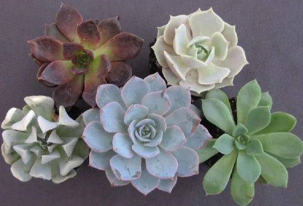 Echeveria be stiebo