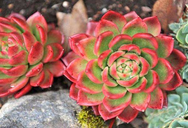 Echeveria spindintis Giwa
